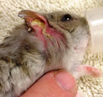 Common Problems | Arizona Exotics | -Hamsters Resources